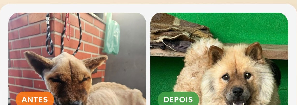 Guerreiro - antes e depois
