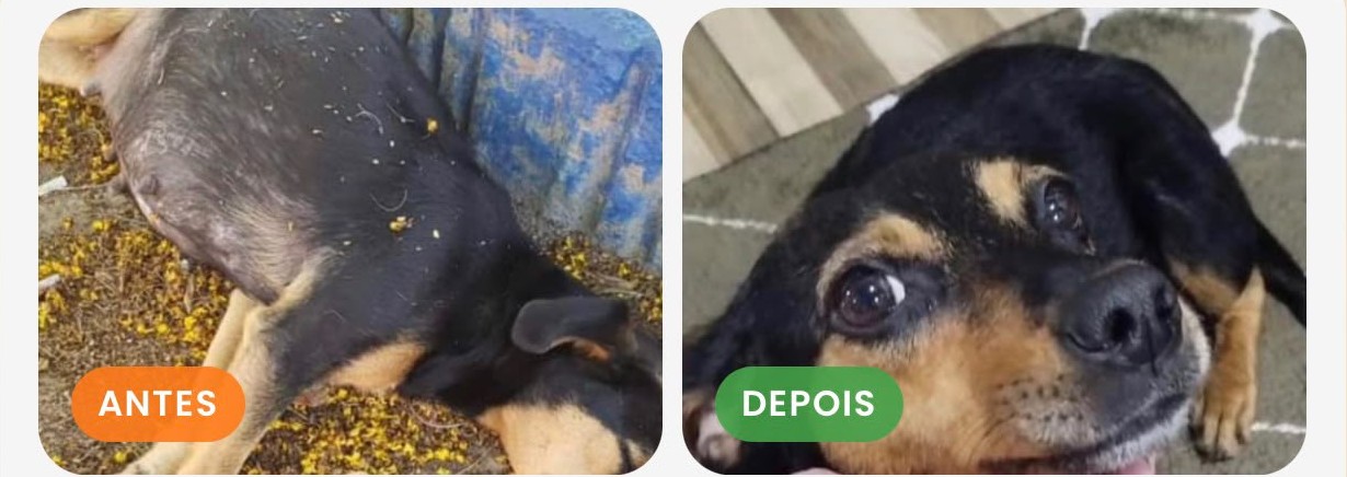 Luna - antes e depois