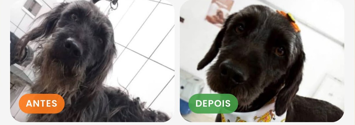 Mel - antes e depois