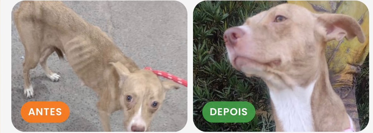 Simba - antes e depois